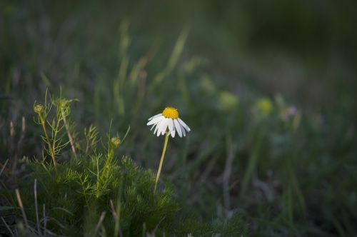 chamomile green spring