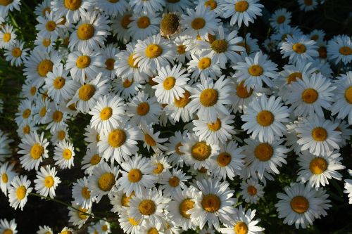chamomile flower flowers