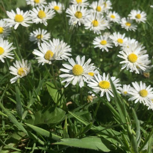 chamomile flower garden