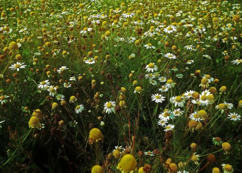 chamomile blossom bloom