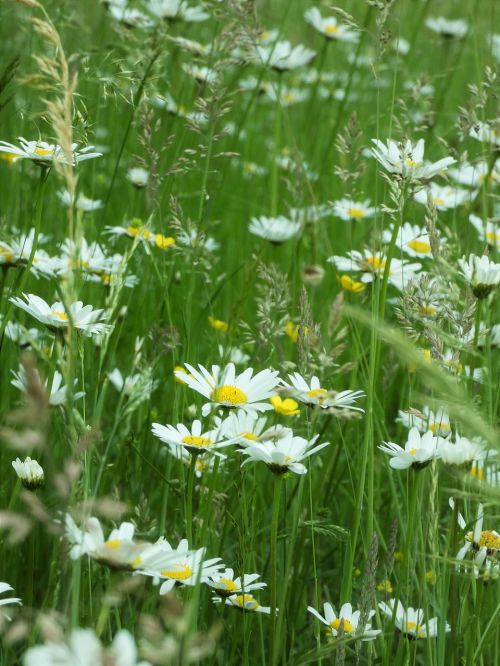 chamomile wild flower meadow
