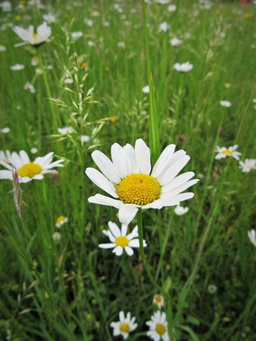 chamomile wild flower