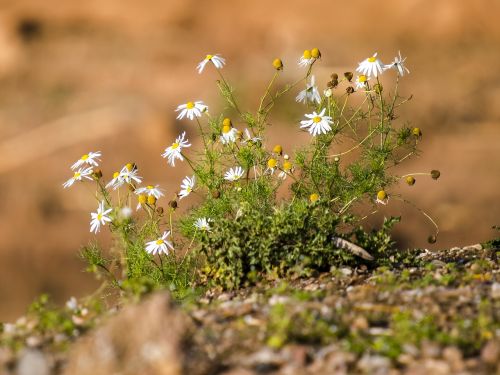 chamomile flower plant