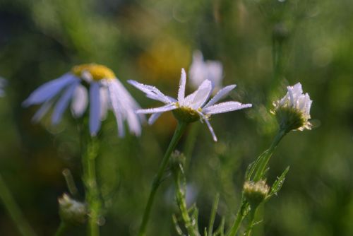 chamomile herbs meadow