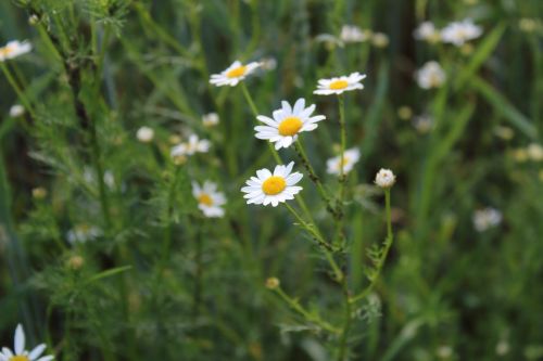 chamomile village macro