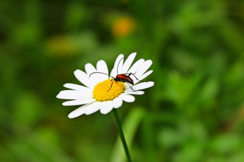 chamomile beetle flower