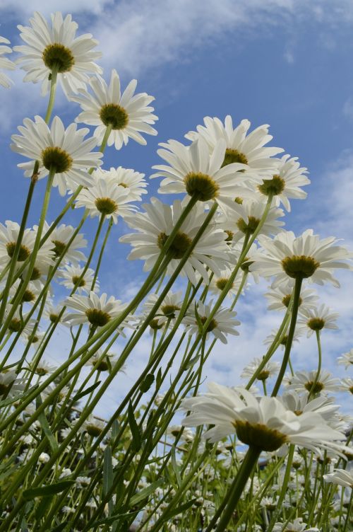 chamomile daisy flowers