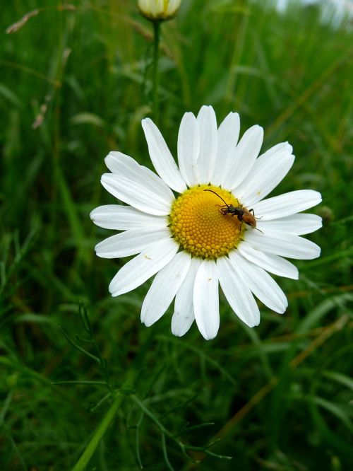 chamomile beetle flower