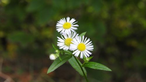 chamomile blossom bloom