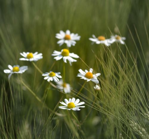 chamomile herbs tee