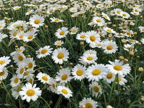 chamomile flower background