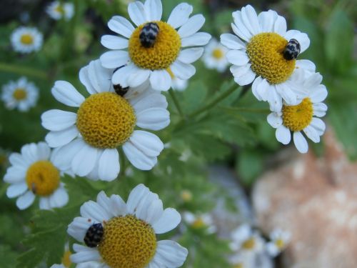 chamomile insects white flowers