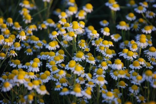 chamomile flower nature