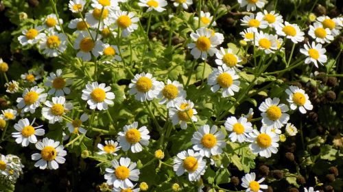 chamomile flowers summer