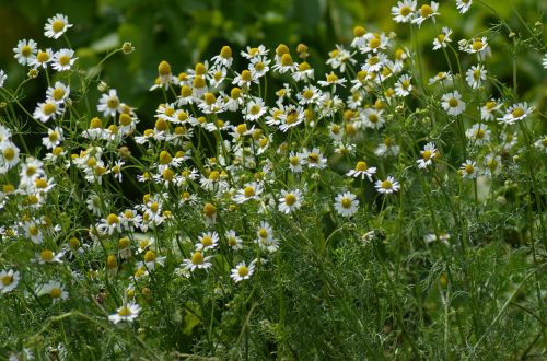 chamomile daisy summer meadow