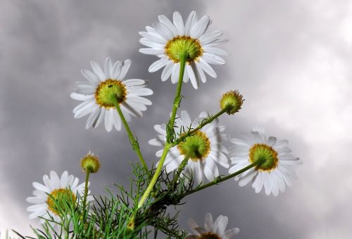 chamomile blossom bloom