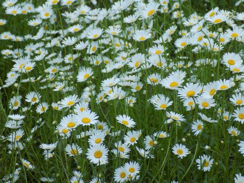 chamomile flowers of the field white flowers