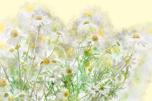 chamomile  flowers  nature