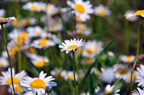 chamomile  chamomile flowers  flowers