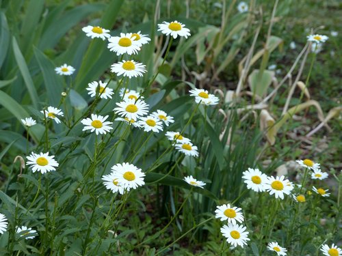 chamomile  flowers  flowers of the field