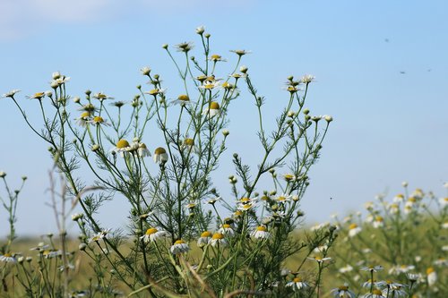chamomile  herb  field plant