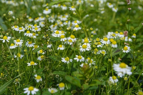 chamomile  flower  blossom