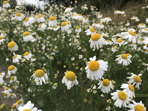 chamomile  summer  flowers