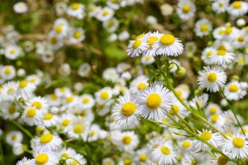 chamomile  medicinal plant  drug