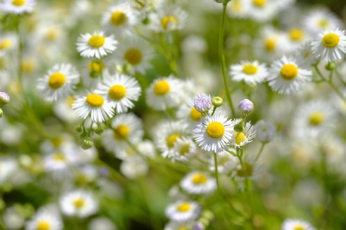 chamomile  medicinal plant  drug