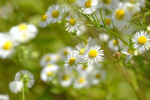 chamomile  medicinal plant  drug