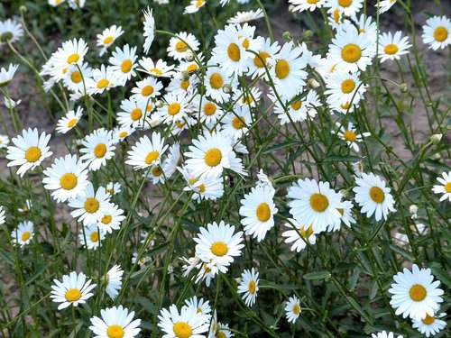 chamomile  flowers  daisy