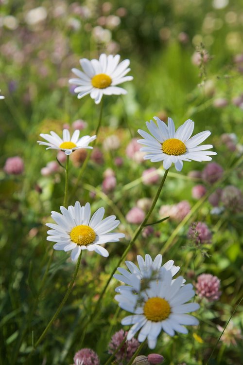 chamomile  flowers  nature