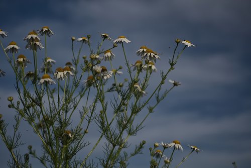 chamomile  daisy  flowers