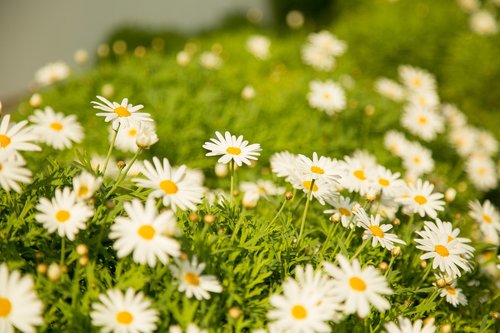 chamomile  spring  flowers