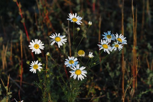 chamomile  arable-dog chamomile  anthemis arvensis