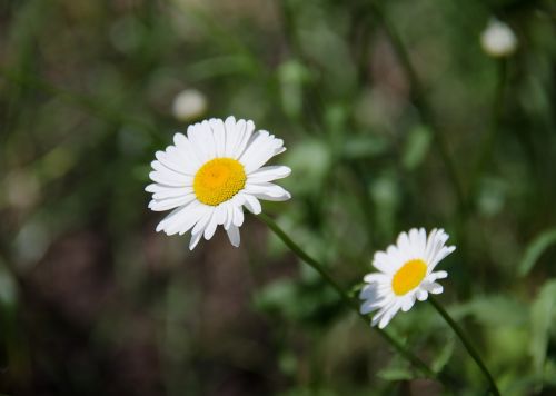 chamomile daisy flower