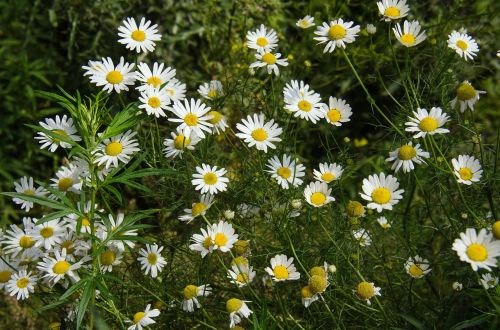 chamomile flowers white