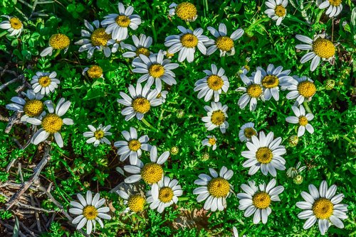 chamomile  flower  spring