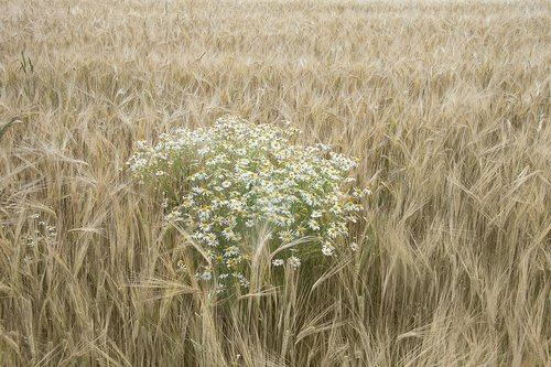 chamomile  wheat  field