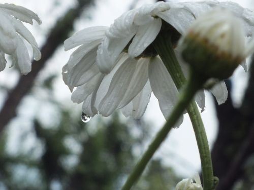 chamomile white petal