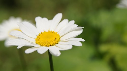 chamomile  wildflowers  flower