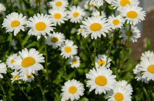 chamomile flowers daisy