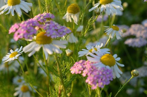 chamomile flowers flower meadow
