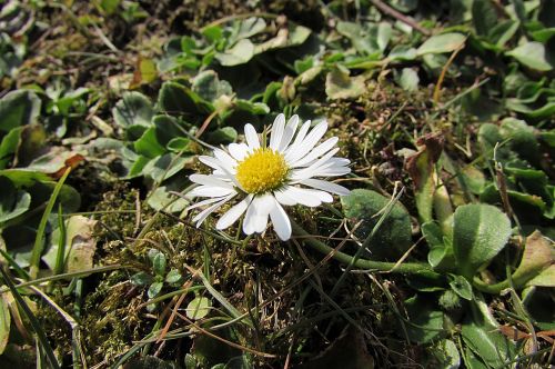 chamomile flowers wild flower