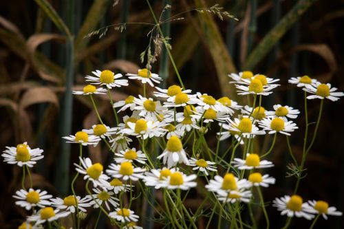 chamomile flowers wild flower