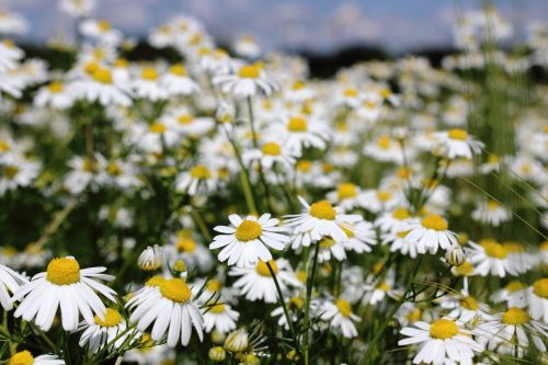 chamomile chamomile blossoms medicinal herb