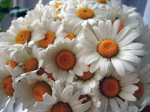 chamomile flowers white
