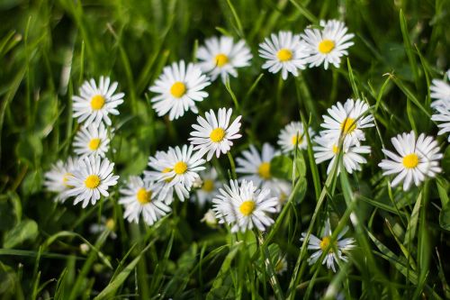 chamomile flowers flower yellow