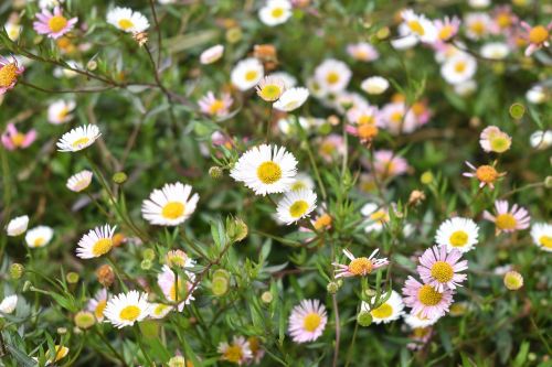 chamomile flowers flowers wild flowers