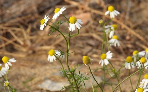 chamomile flowers  chamomile  plant